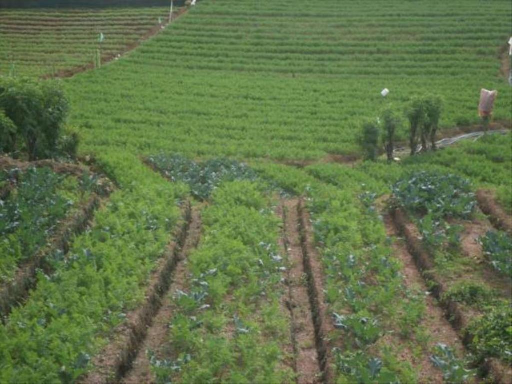 Mount View Cottage Nuwara Eliya Dış mekan fotoğraf